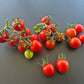 Aunt Lucy´s Italian Paste DER TOMATENFLÜSTERER