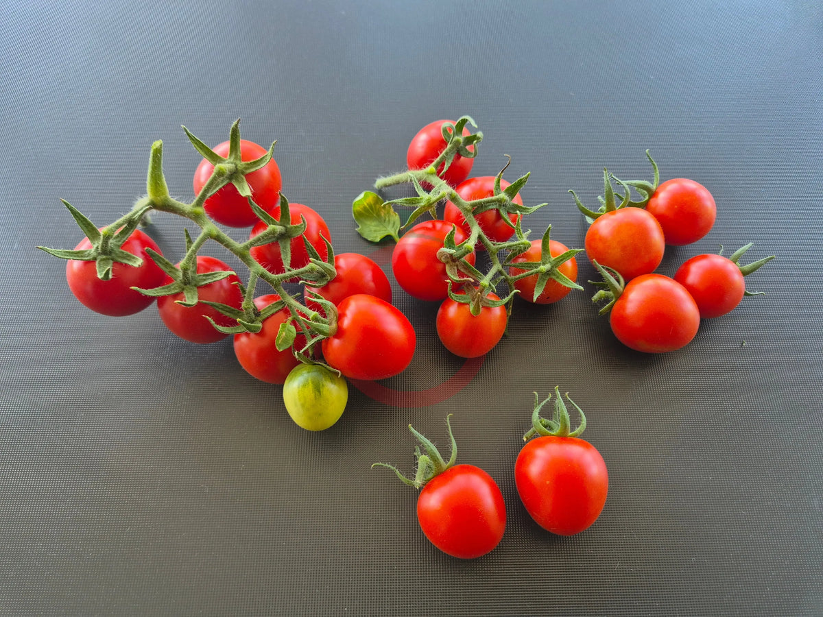 Aunt Lucy´s Italian Paste DER TOMATENFLÜSTERER