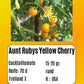 Aunt Ruby´s Yellow Cherry DER TOMATENFLÜSTERER