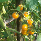 Aunt Ruby´s Yellow Cherry DER TOMATENFLÜSTERER