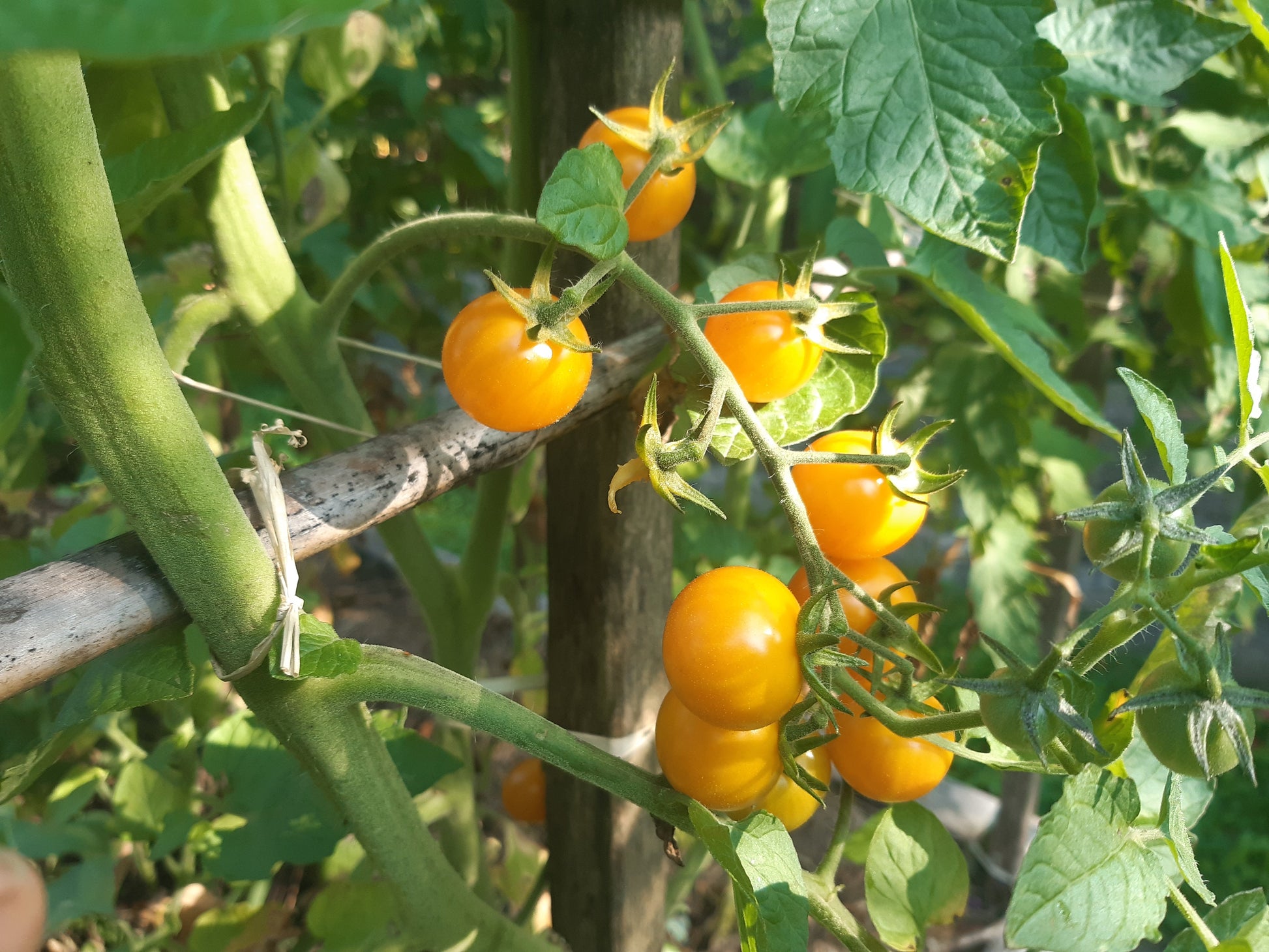 Aunt Ruby´s Yellow Cherry DER TOMATENFLÜSTERER