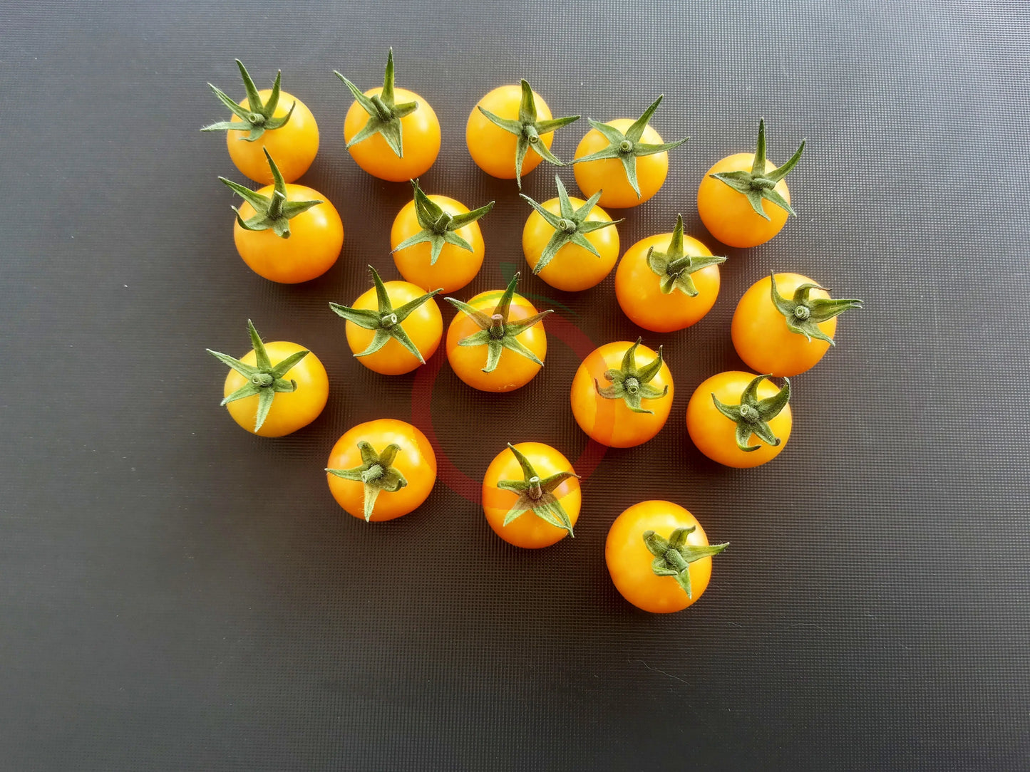 Aunt Ruby´s Yellow Cherry DER TOMATENFLÜSTERER