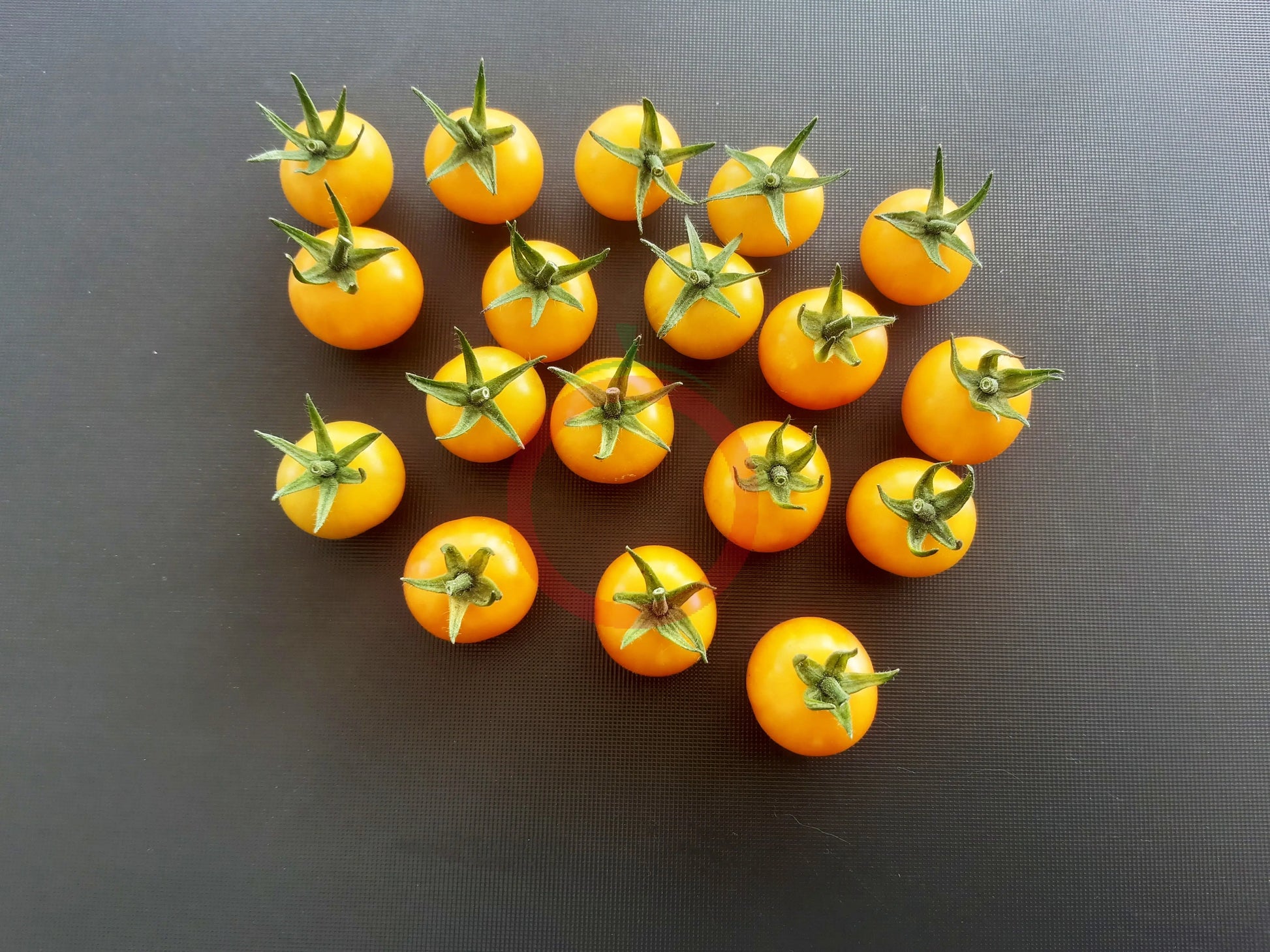 Aunt Ruby´s Yellow Cherry DER TOMATENFLÜSTERER