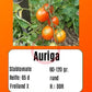 Auriga DER TOMATENFLÜSTERER
