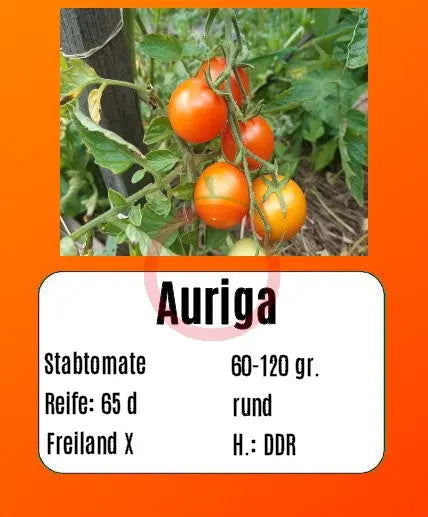 Auriga DER TOMATENFLÜSTERER