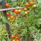 Auriga DER TOMATENFLÜSTERER