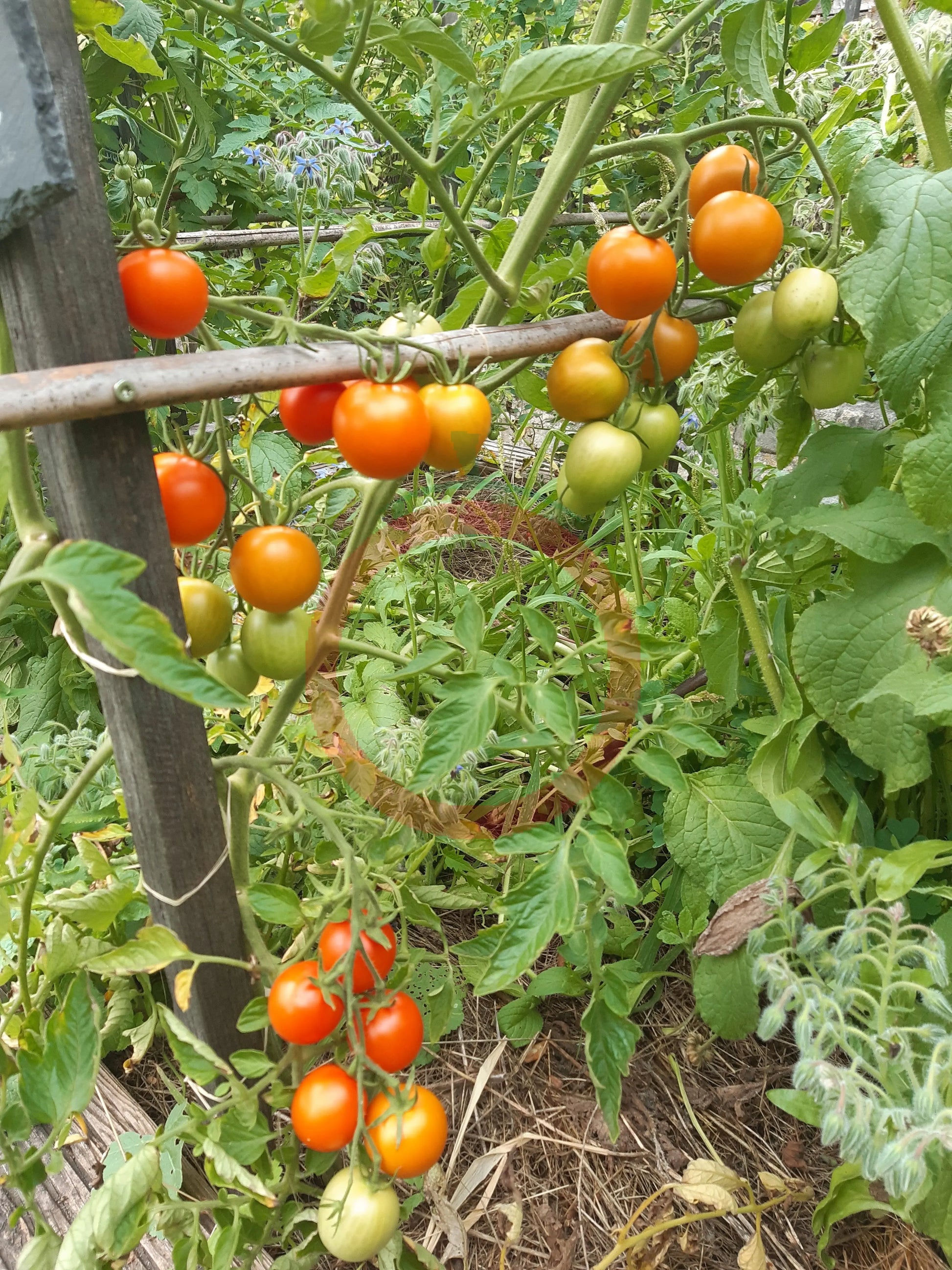 Auriga DER TOMATENFLÜSTERER