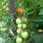 Auriga DER TOMATENFLÜSTERER