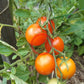 Auriga DER TOMATENFLÜSTERER