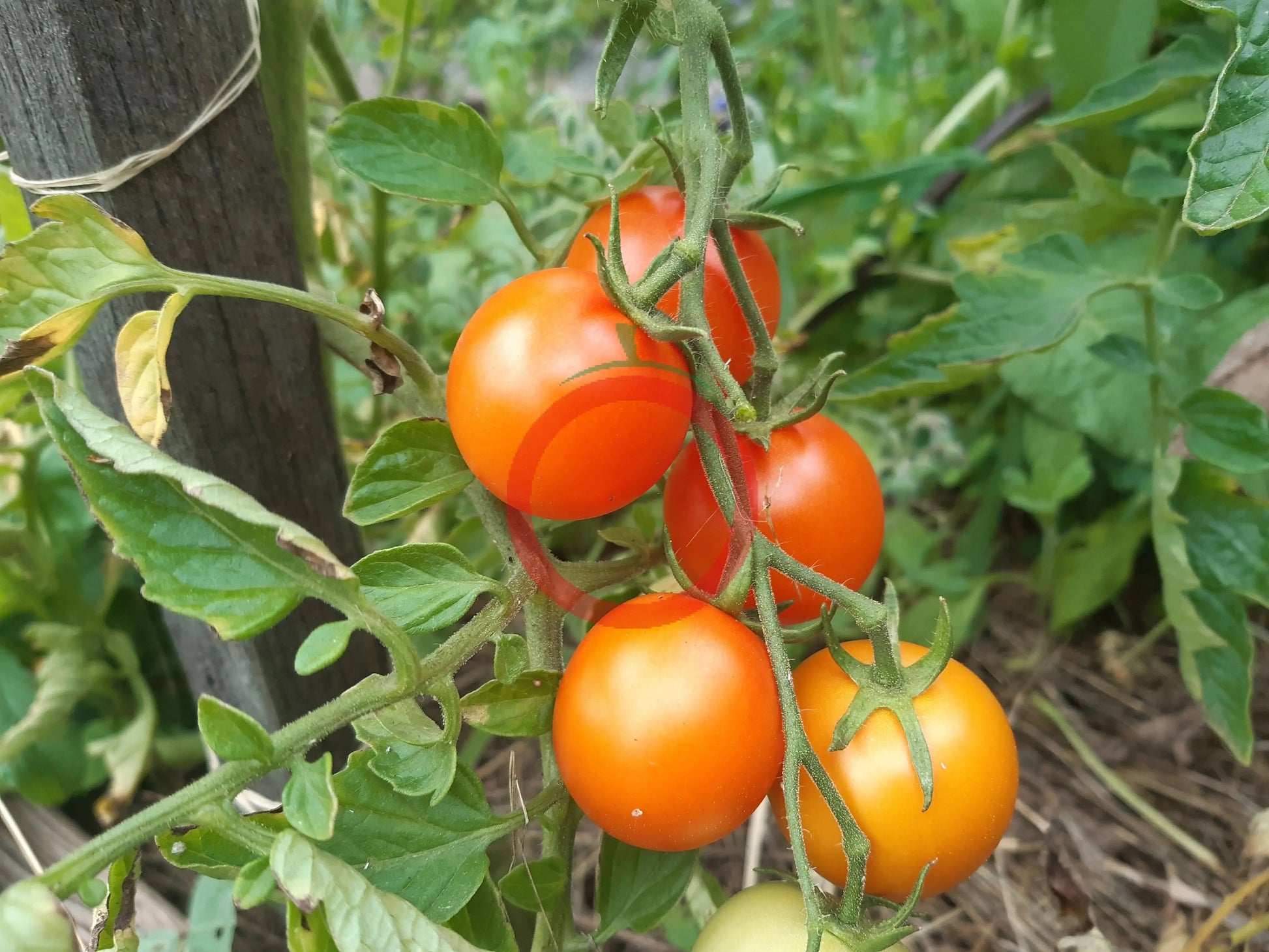 Auriga DER TOMATENFLÜSTERER