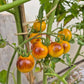 Awesome Emma DER TOMATENFLÜSTERER