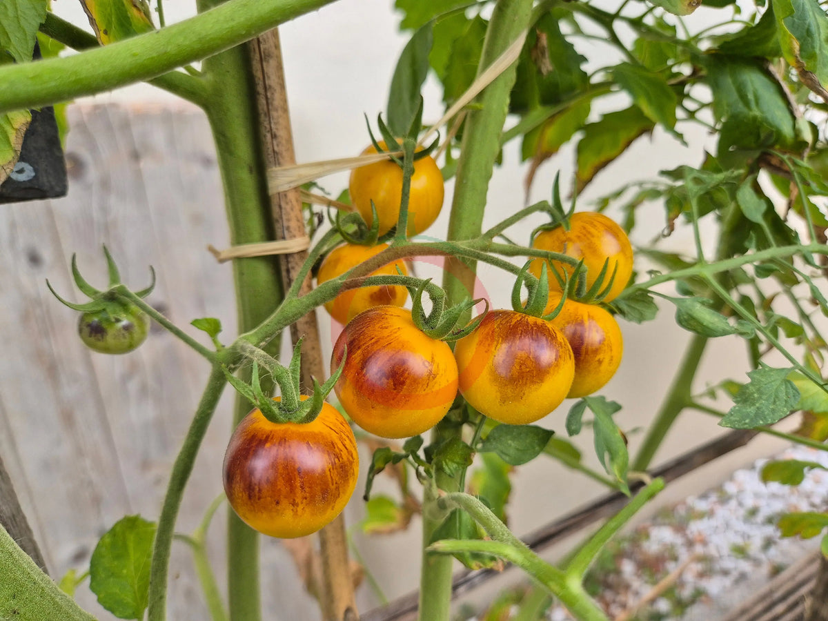 Awesome Emma DER TOMATENFLÜSTERER