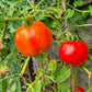 Bačka - Kamennyi Tsvetok DER TOMATENFLÜSTERER