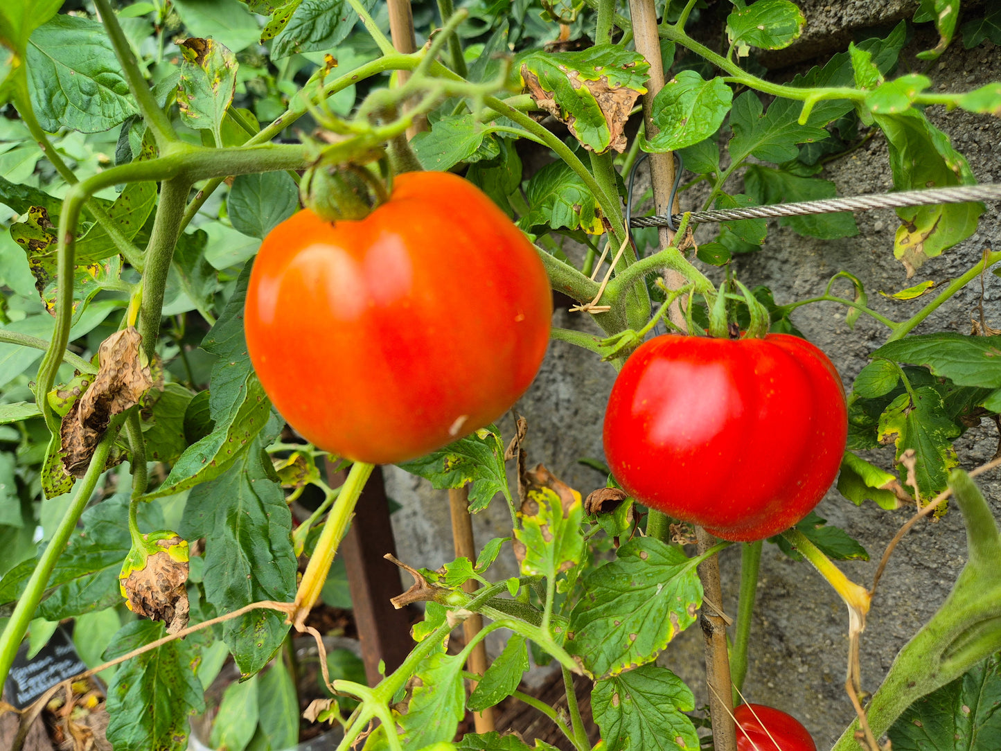 Bačka - Kamennyi Tsvetok DER TOMATENFLÜSTERER