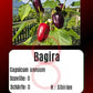 Bagira DER TOMATENFLÜSTERER