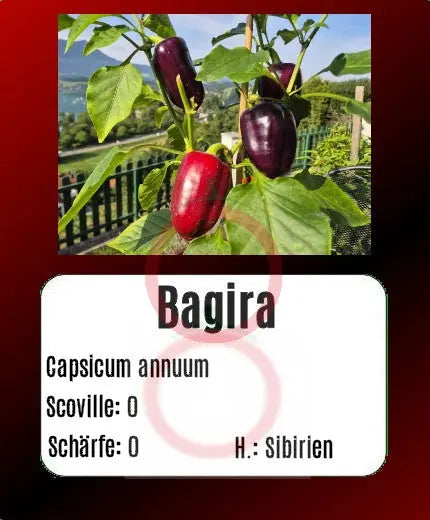 Bagira DER TOMATENFLÜSTERER