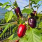 Bagira DER TOMATENFLÜSTERER