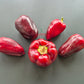 Bagira DER TOMATENFLÜSTERER