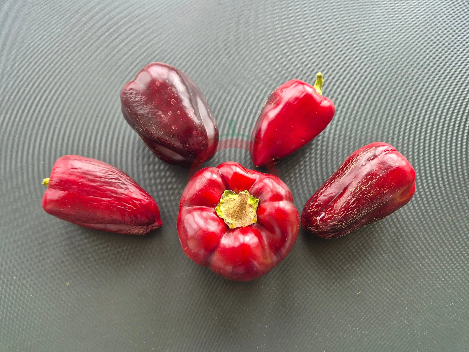 Bagira DER TOMATENFLÜSTERER