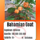 Bahamian Goat DER TOMATENFLÜSTERER