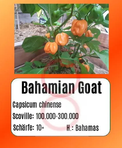 Bahamian Goat DER TOMATENFLÜSTERER
