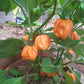 Bahamian Goat DER TOMATENFLÜSTERER