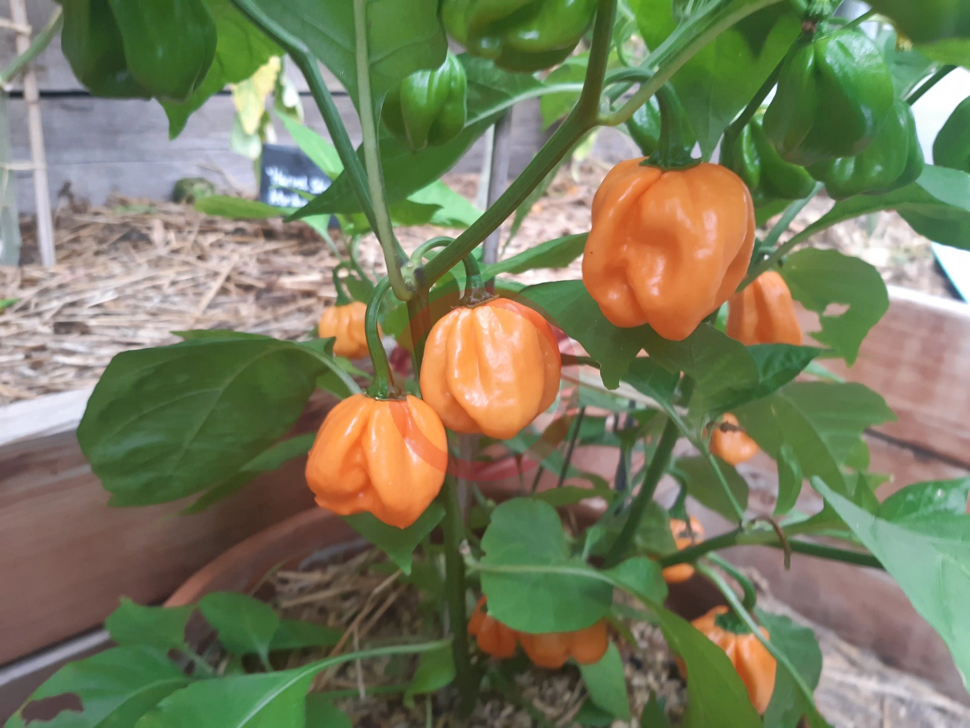 Bahamian Goat DER TOMATENFLÜSTERER