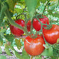 Bangladesh Heart DER TOMATENFLÜSTERER