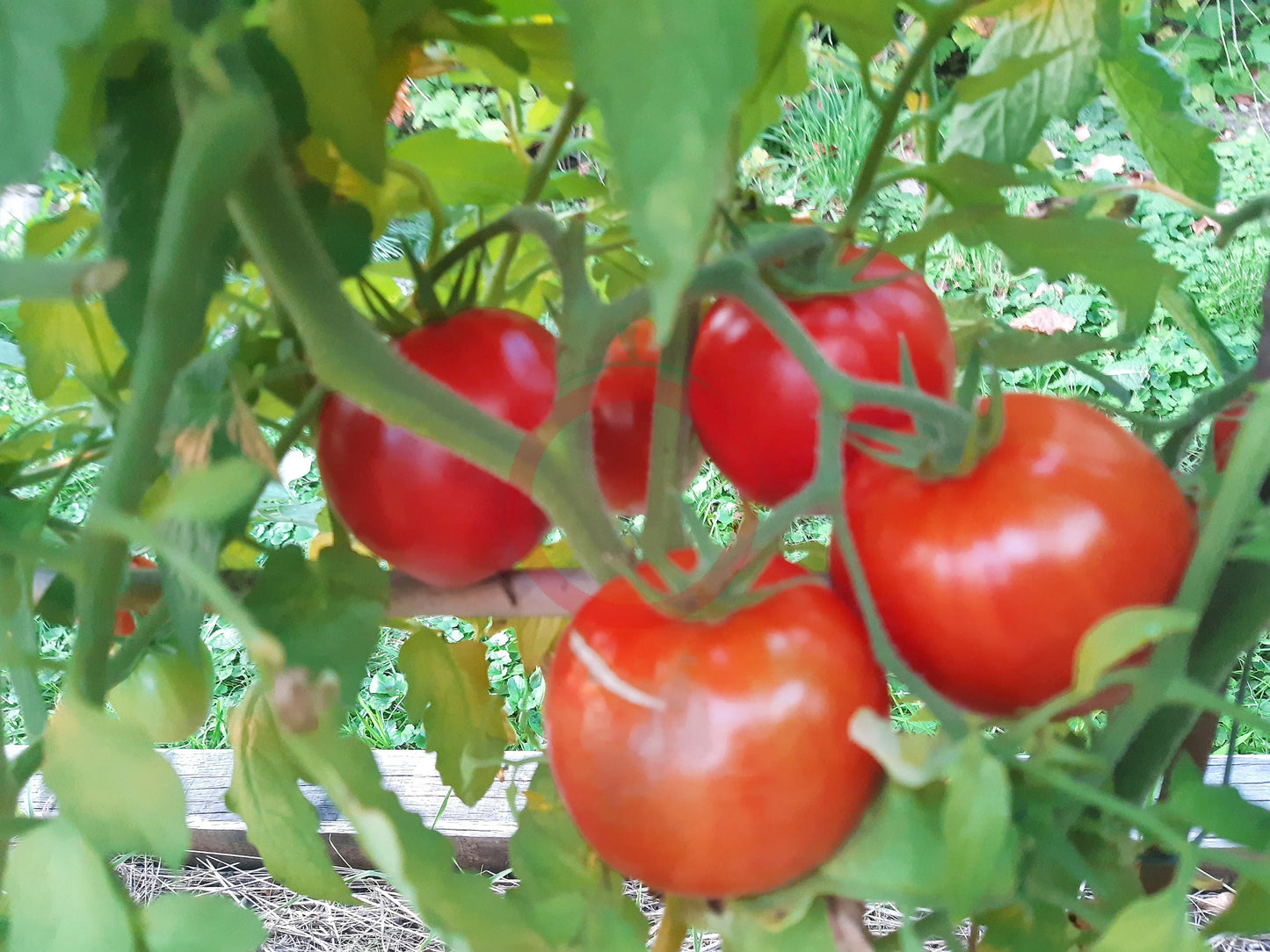 Bangladesh Heart DER TOMATENFLÜSTERER