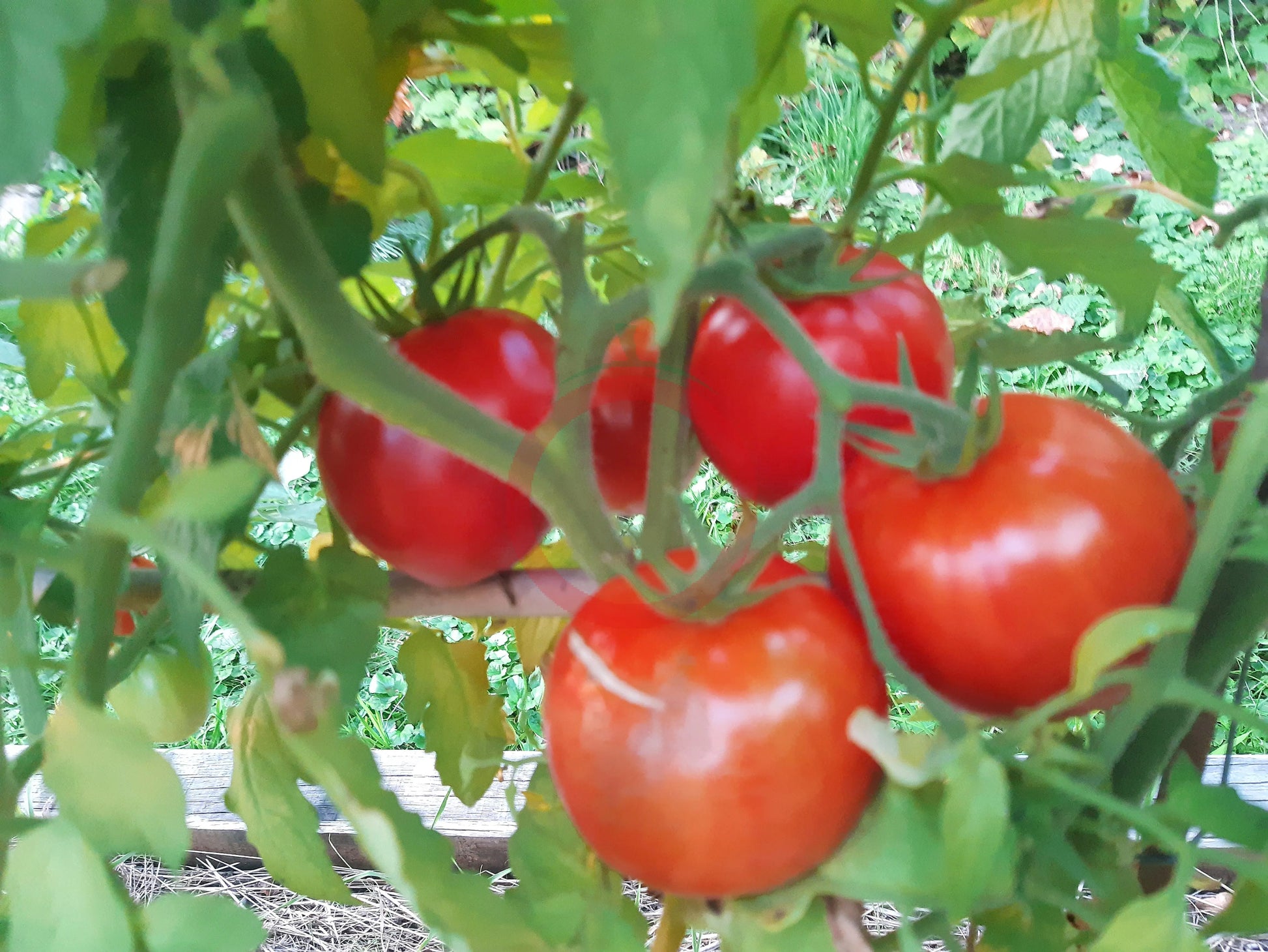 Bangladesh Heart DER TOMATENFLÜSTERER