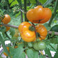 Banjam Rumi DER TOMATENFLÜSTERER