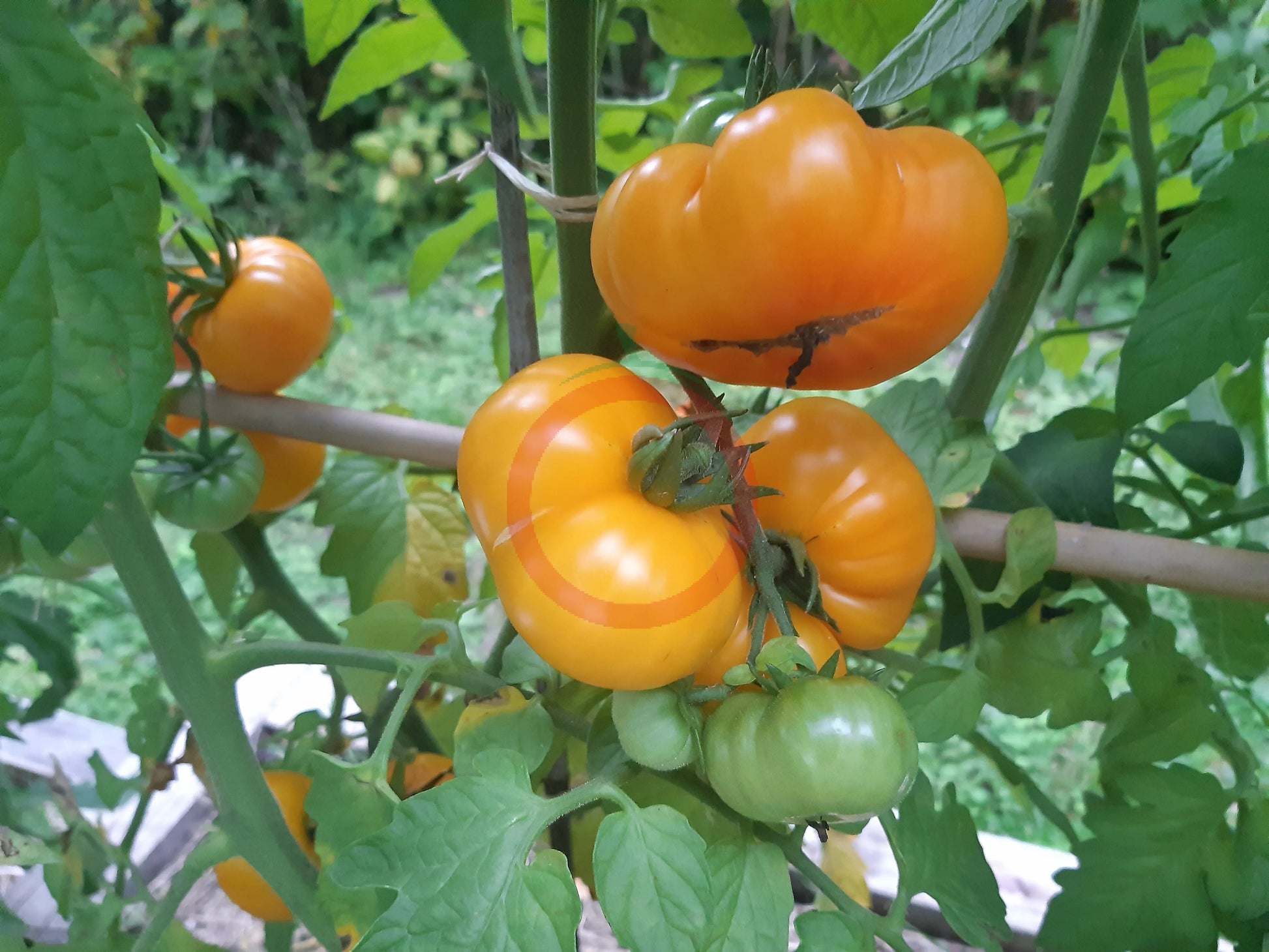Banjam Rumi DER TOMATENFLÜSTERER
