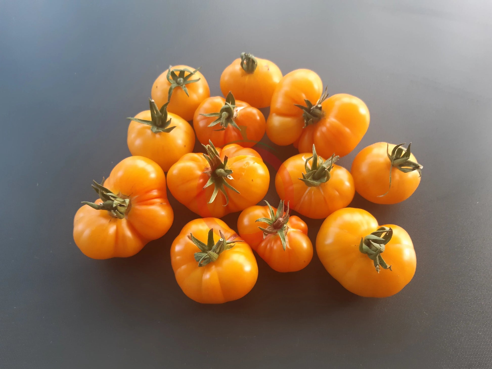Banjam Rumi DER TOMATENFLÜSTERER