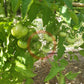 Banjam Rumi DER TOMATENFLÜSTERER