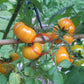 Banjam Rumi DER TOMATENFLÜSTERER