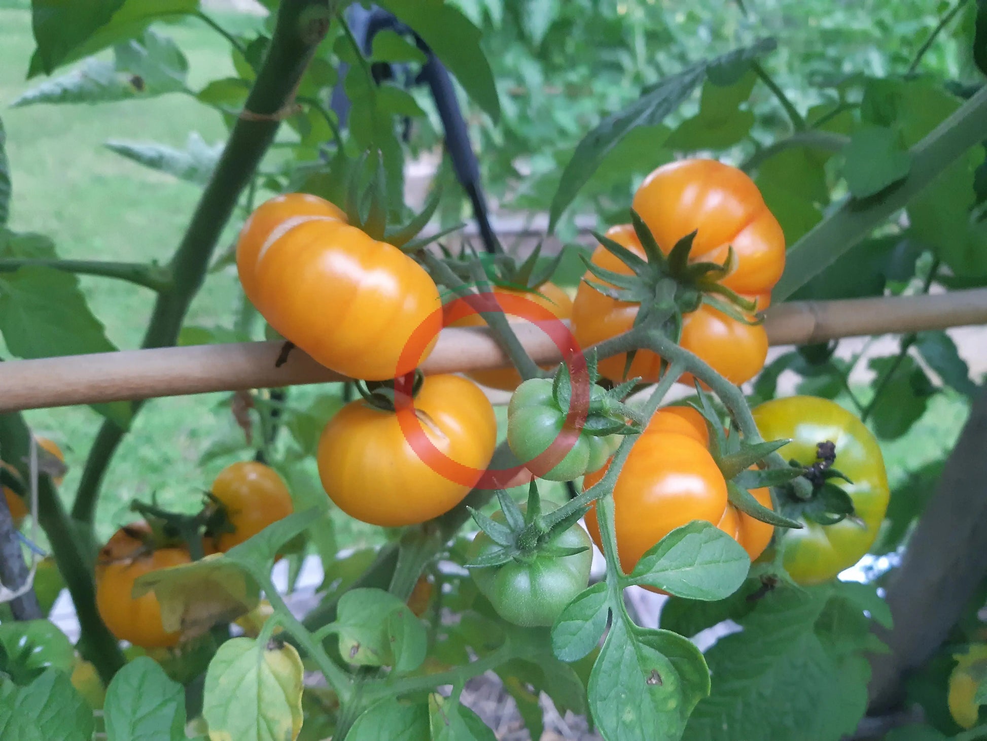Banjam Rumi DER TOMATENFLÜSTERER