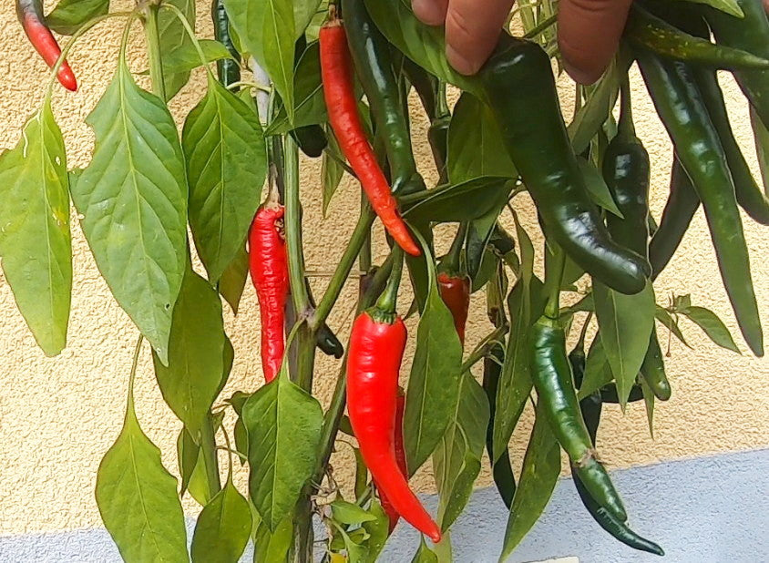Banjarmasin DER TOMATENFLÜSTERER