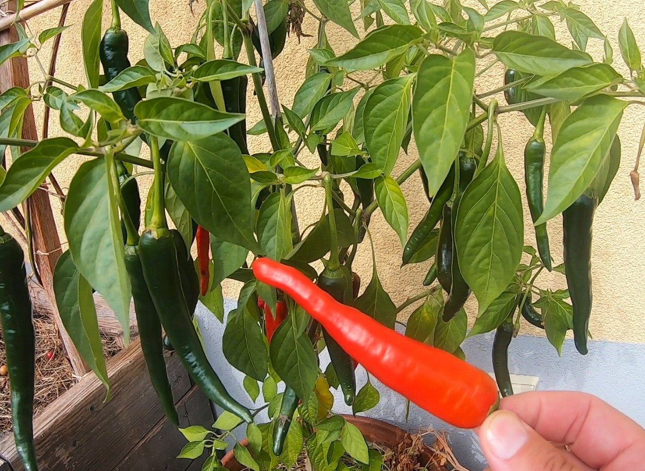 Banjarmasin DER TOMATENFLÜSTERER