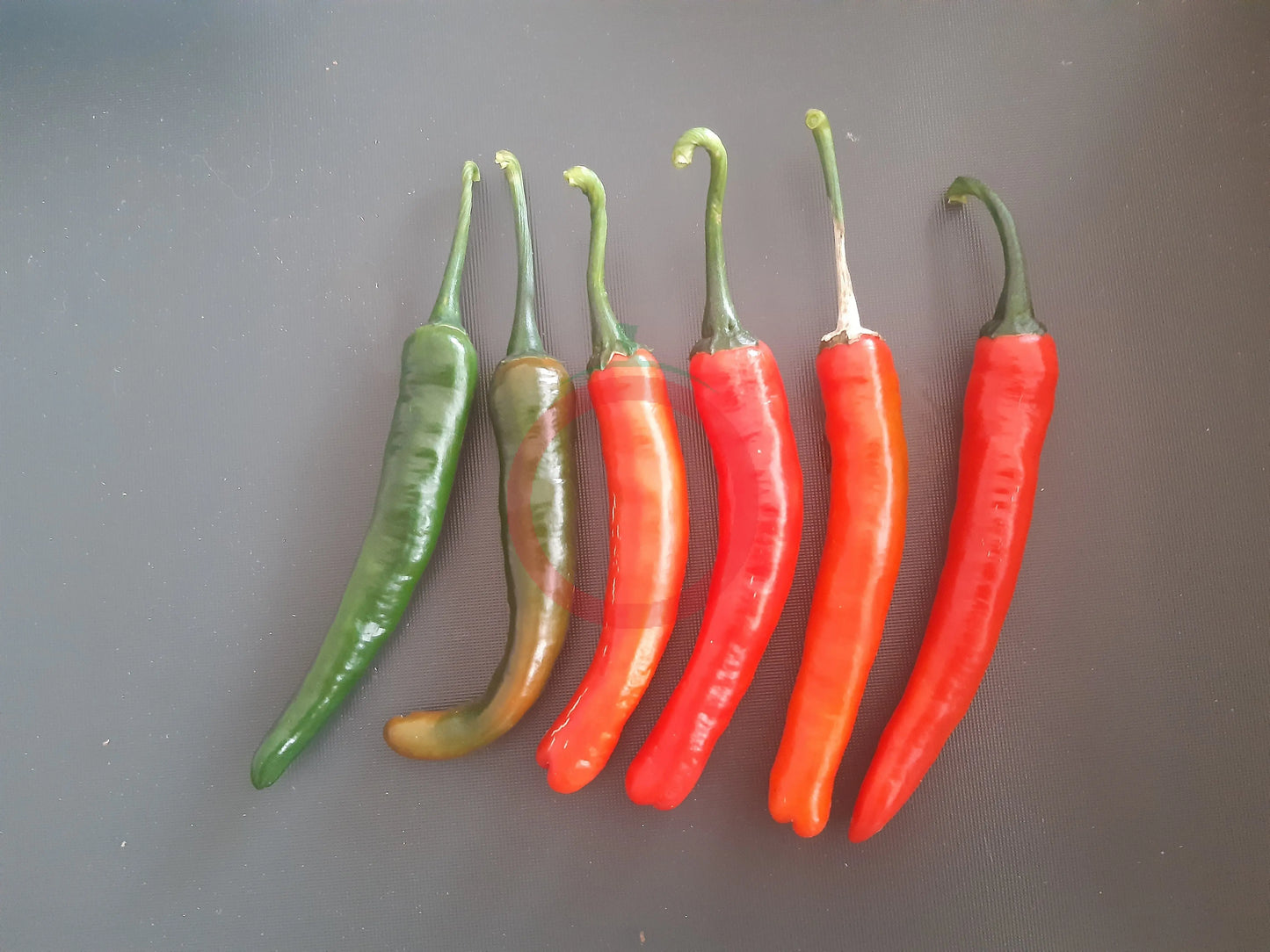Banjarmasin DER TOMATENFLÜSTERER