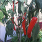 Banjarmasin DER TOMATENFLÜSTERER