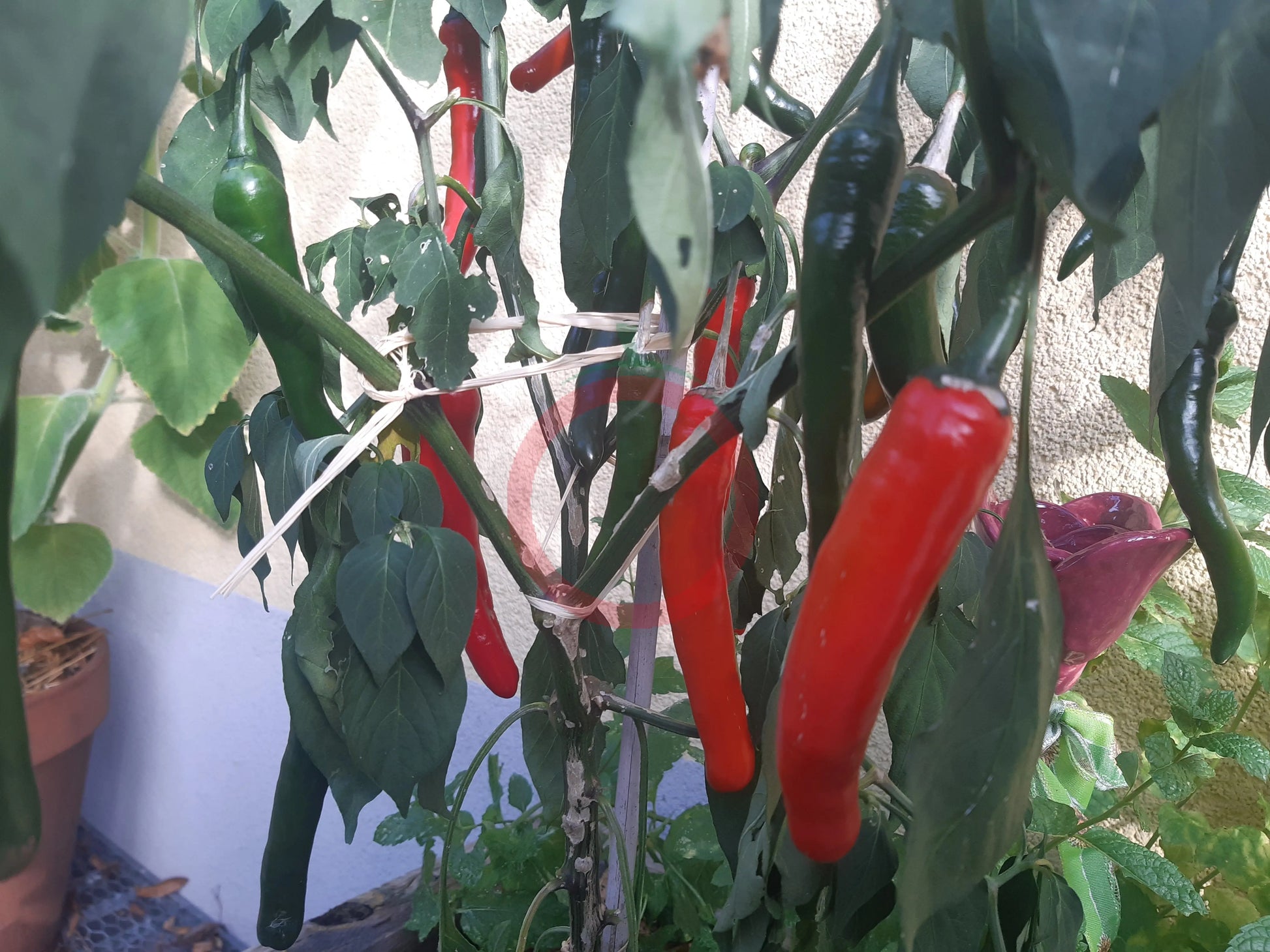 Banjarmasin DER TOMATENFLÜSTERER