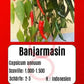 Banjarmasin DER TOMATENFLÜSTERER