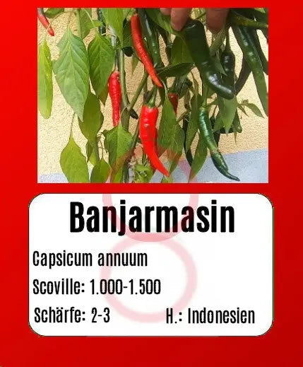 Banjarmasin DER TOMATENFLÜSTERER