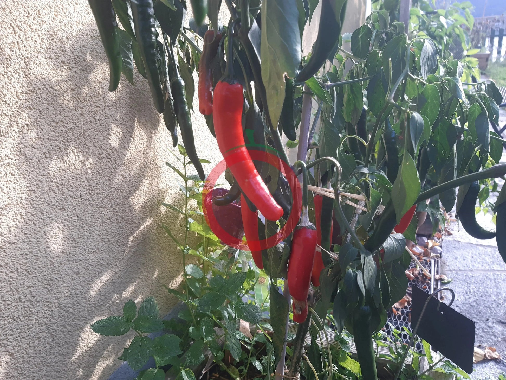 Banjarmasin DER TOMATENFLÜSTERER