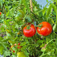 Baron Solemaher DER TOMATENFLÜSTERER