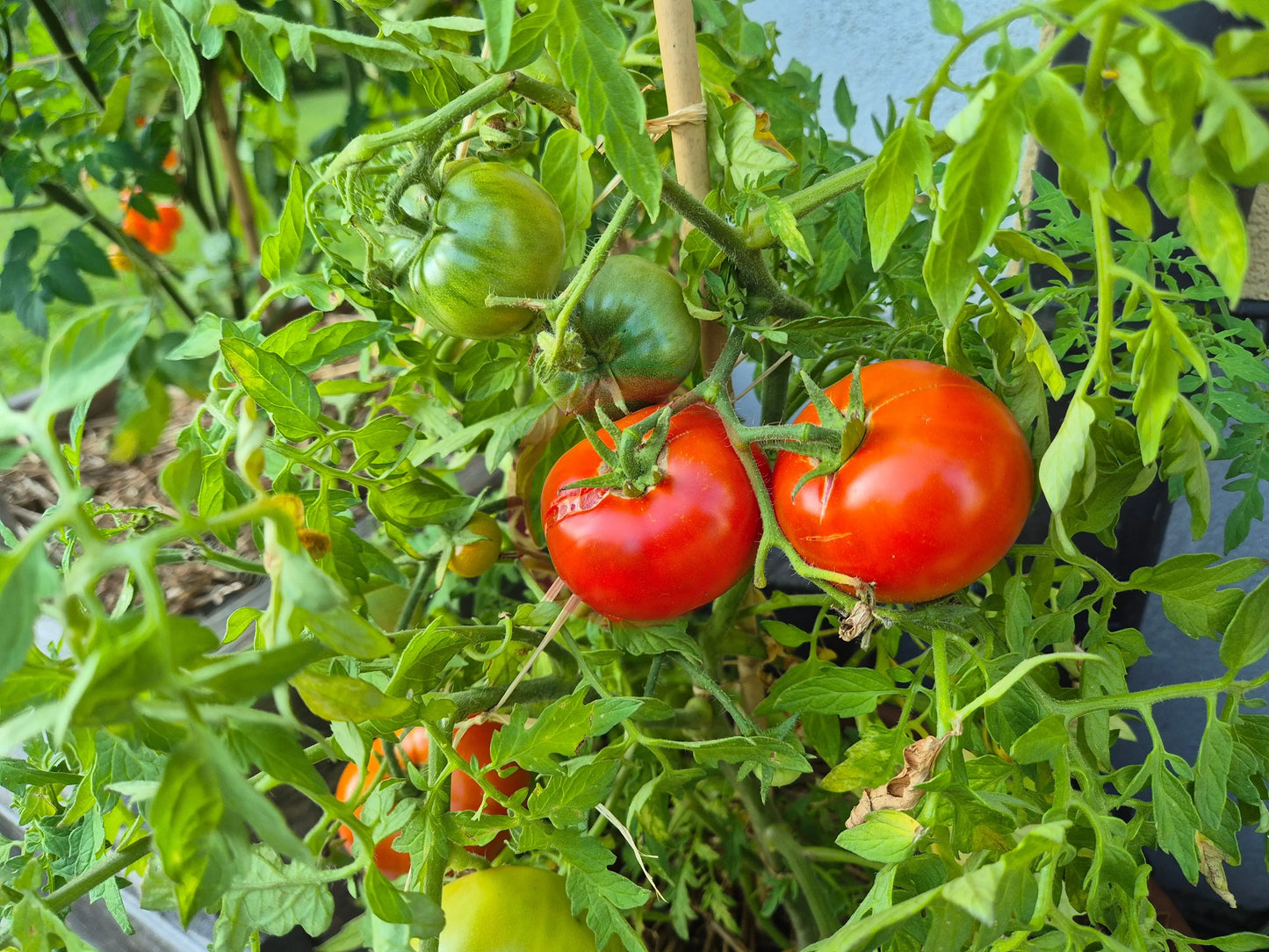 Baron Solemaher DER TOMATENFLÜSTERER