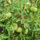 Baron Solemaher DER TOMATENFLÜSTERER