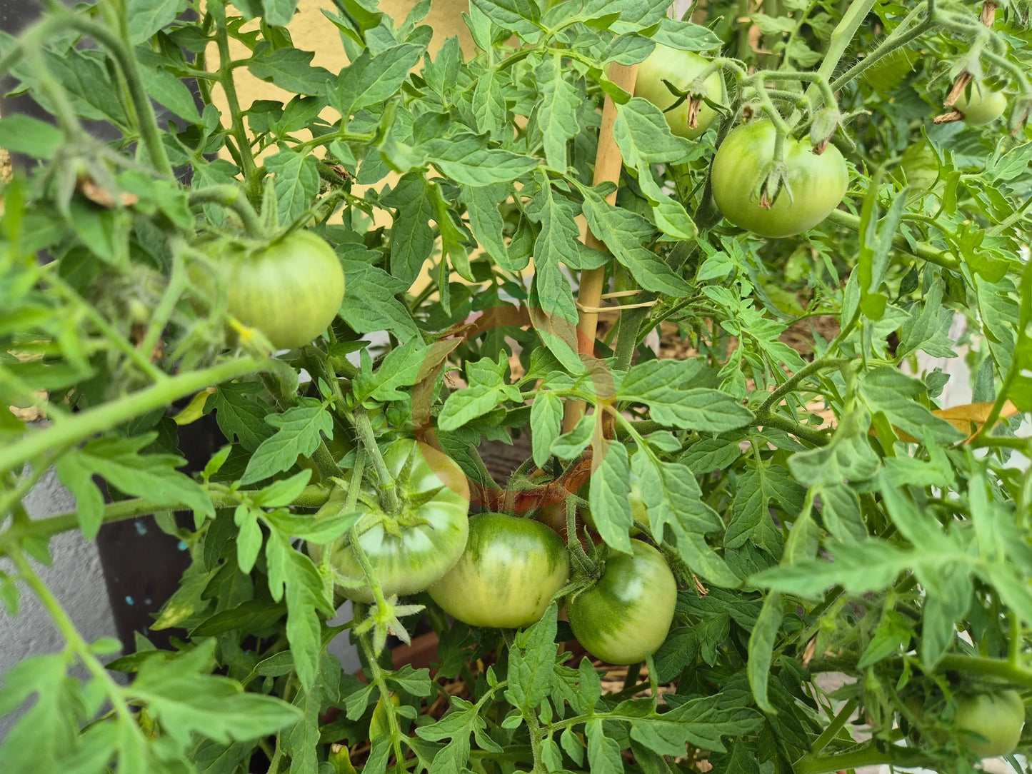 Baron Solemaher DER TOMATENFLÜSTERER