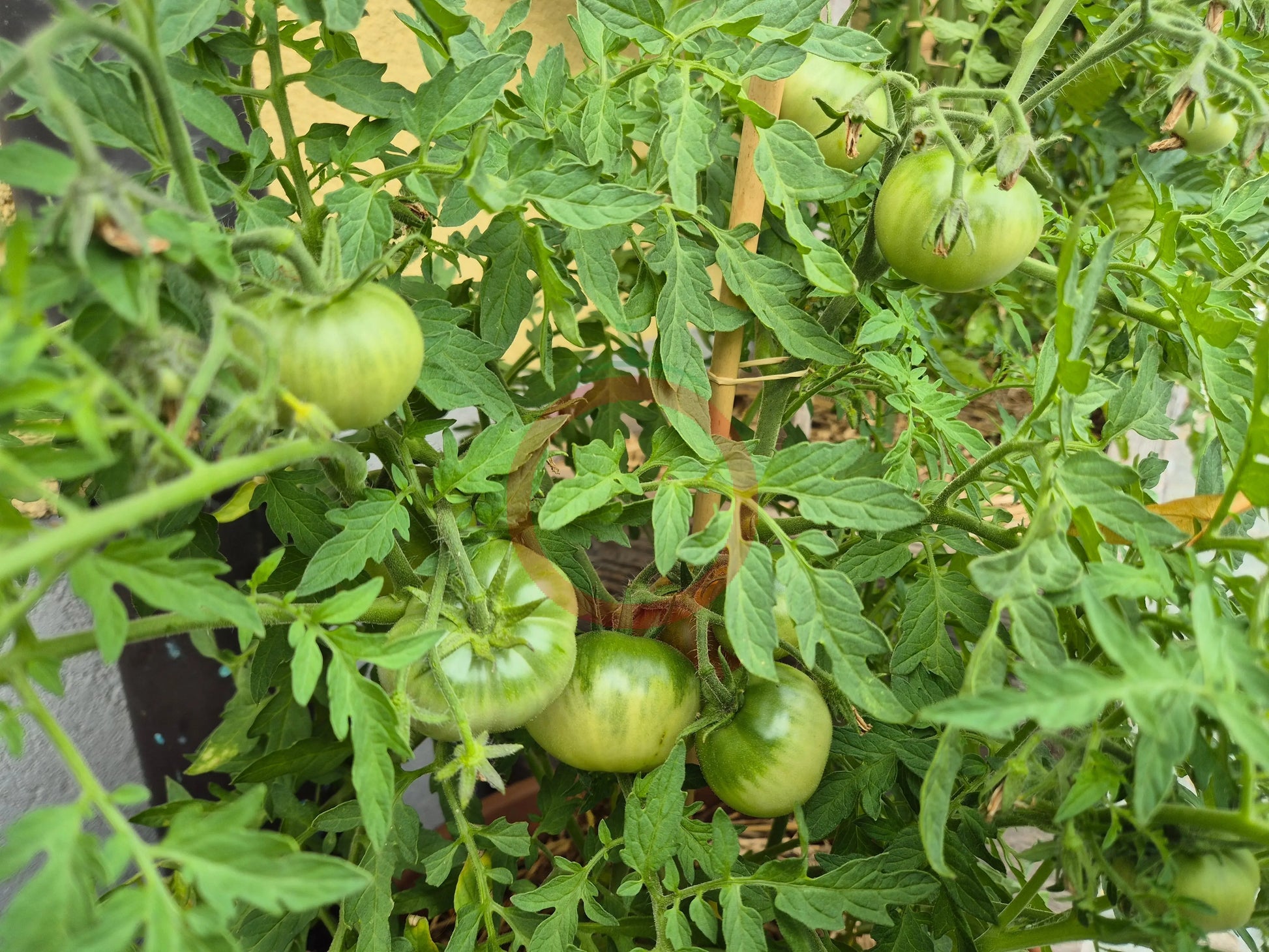 Baron Solemaher DER TOMATENFLÜSTERER