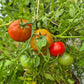 Baron Solemaher DER TOMATENFLÜSTERER